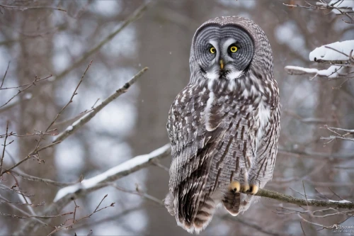 great grey owl hybrid,great grey owl-malaienkauz mongrel,great grey owl,great gray owl,the great grey owl,grey owl,lapland owl,siberian owl,spotted-brown wood owl,eastern grass owl,long-eared owl,spotted wood owl,eared owl,kirtland's owl,large owl,eagle-owl,owl nature,barred owl,brown owl,ural owl,Illustration,Japanese style,Japanese Style 04