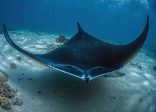 reef manta ray,manta ray,manta rays,manta,diving fins,eagleray,giant freshwater stingray,manta - a,manta-a,batfish,stingray,marine life,wide sawfish,remora,megabat,dorsal fin,sea life underwater,bronze hammerhead shark,stingrays,sea animals,Photography,General,Natural