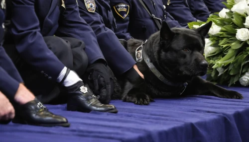 a police dog,police dog,service dogs,service dog,navy burial,garda,law enforcement,gsd,officers,fallen heroes of north macedonia,houston police department,ceremonial,honor,nypd,schutzhund,funeral,bloodhound,police officer,shiloh shepherd dog,police uniforms,Illustration,Abstract Fantasy,Abstract Fantasy 08