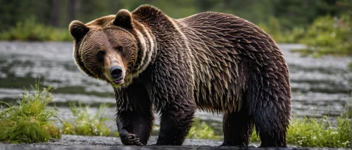 brown bear,grizzly bear,kodiak bear,brown bears,bear kamchatka,american black bear,grizzly cub,nordic bear,grizzly,kodiak,grizzlies,great bear,bear guardian,bear,cute bear,denali national park,cub,black bears,alaska,bear cub,Photography,Documentary Photography,Documentary Photography 14