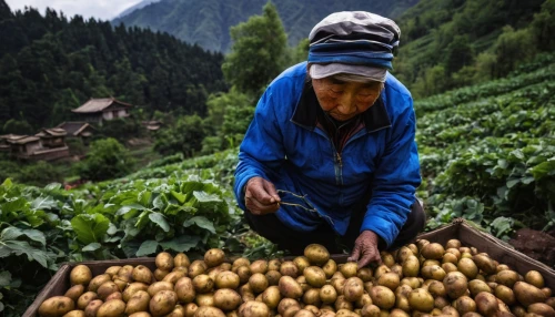potato field,daikon,sweet potato farming,picking vegetables in early spring,yukon gold potato,farmworker,agricultural,field cultivation,vegetable field,collecting nut fruit,farm workers,kangkong,harvested fruit,permaculture,guizhou,yunnan,xinjiang,agricultural use,farmer,vegetables landscape,Illustration,Japanese style,Japanese Style 18