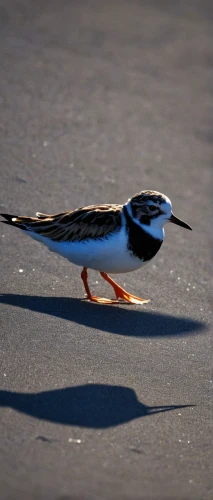 haematopus ostralegus,lesser sand plover,black tern,black skimmer,shorebird,turnstone,semipalmated plover,little tern,tern bird,spur-winged plover,sandwich tern,ringed plover,tern,ruddy turnstone,forster s tern,coastal bird,piping plover,black bellied plover,roadrunner,river tern,Photography,Documentary Photography,Documentary Photography 15