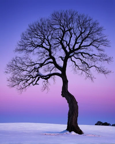 isolated tree,lone tree,winter tree,bare tree,snow tree,snowy tree,purple landscape,the japanese tree,lilac tree,magic tree,celtic tree,painted tree,a tree,deciduous tree,flourishing tree,colorful tree of life,tree thoughtless,upward tree position,treemsnow,winter landscape,Illustration,American Style,American Style 07