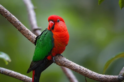 australian king parrot,king parrot,rainbow lory,red pompadour cotinga,rosella,scarlet tanager,light red macaw,tanager,guatemalan quetzal,red avadavat,tropical bird climber,scarlet honeyeater,crimson rosella,tropical bird,quaker parrot,colorful birds,moluccan cockatoo,red beak,scarlet macaw,kakariki parakeet,Illustration,Paper based,Paper Based 15