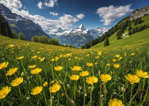 alpine meadow,the valley of flowers,alpine flowers,mountain meadow,canton of glarus,hawkbit,meadow landscape,grindelwald,eastern switzerland,field of rapeseeds,alpine pastures,daffodil field,dandelion meadow,field of flowers,southeast switzerland,bernese oberland,bernese alps,dandelion field,meadow flowers,taraxacum officinale,Illustration,American Style,American Style 10