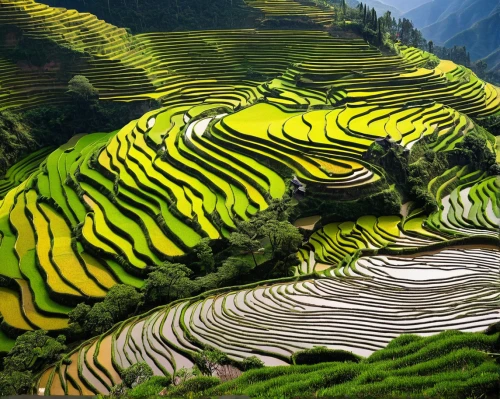 rice terraces,rice terrace,rice fields,rice field,ha giang,rice paddies,the rice field,ricefield,terraced,rice cultivation,guizhou,paddy field,sapa,vegetables landscape,yunnan,vietnam,mountainous landscape,philippines scenery,yamada's rice fields,vietnam's,Illustration,Children,Children 01