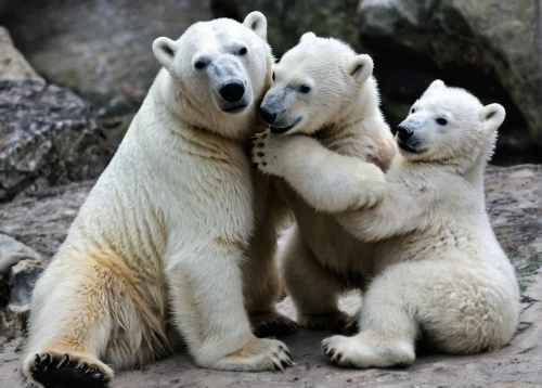 polar bear children,polar bears,mother and children,mother with children,bear cubs,harmonious family,the mother and children,huddle,mothers love,bears,brown bears,mother kiss,bear kamchatka,family outing,happy family,the bears,cute animals,motherhood,cuddling bear,grizzlies,Conceptual Art,Fantasy,Fantasy 26