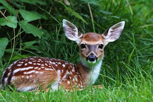 fawn,baby deer,fallow deer cub,young deer,bambi,young-deer,deer-with-fawn,european deer,deer with cub,male deer,fawns,deer,doe,dotted deer,white-tailed deer,spotted deer,deer in tears,roe deer,sika deer,fallow deer,Art,Classical Oil Painting,Classical Oil Painting 24