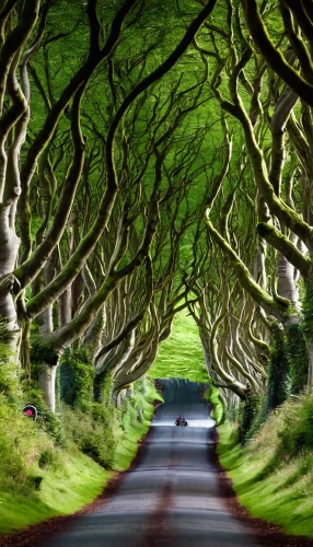 the dark hedges,ireland,northern ireland,tree lined lane,forest road,aaa,tree lined,ordinary boxwood beech trees,beech hedge,celtic tree,patrol,tree lined path,tunnel of plants,tree-lined avenue,donegal,hollow way,plant tunnel,winding road,tree canopy,row of trees,Conceptual Art,Graffiti Art,Graffiti Art 01