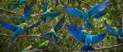 yellow-green parrots,colorful birds,blue macaws,golden parakeets,birds on a branch,parakeets,rare parrots,macaws blue gold,birds on branch,parrots,macaws of south america,passerine parrots,tropical birds,parakeets rare,group of birds,macaws,blue and yellow macaw,budgies,blue parakeet,blue macaw,Illustration,Realistic Fantasy,Realistic Fantasy 21