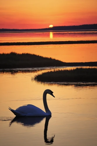 trumpeter swan,tundra swan,trumpeter swans,swan on the lake,camargue,the danube delta,doñana national park,danube delta,trumpet of the swan,swan,swan lake,white swan,swan pair,canadian swans,white pelican,cape cod,mute swan,white heron,constellation swan,swans,Photography,Fashion Photography,Fashion Photography 07