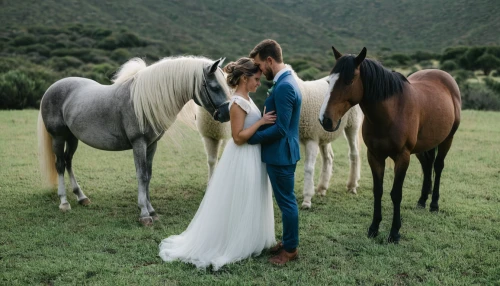 beautiful horses,andalusians,equines,horses,horse breeding,wedding photo,horse grooming,arabian horses,horse riders,wild horses,horseback riding,man and horses,horse horses,ponies,equine coat colors,equestrian,bay horses,two-horses,horseback,equine,Photography,Documentary Photography,Documentary Photography 20