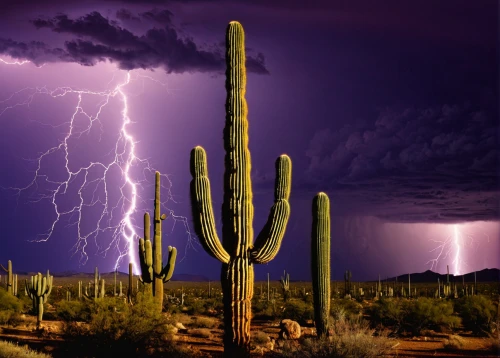 organ pipe cactus,saguaro,cactus digital background,sonoran desert,sonoran,monsoon banner,moonlight cactus,arizona,cacti,organ pipe,tucson,cactus,lightning storm,dutchman's-pipe cactus,az,nature's wrath,san storm,night-blooming cactus,monsoon,fishbone cactus,Illustration,Retro,Retro 02