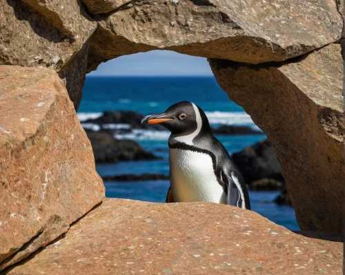 rockhopper penguin,magellanic penguin,african penguin,humboldt penguin,chinstrap penguin,gentoo penguin,penguin chick,dwarf penguin,rock penguin,snares penguin,african penguins,gentoo,boulders beach,penguin,falkland islands,young penguin,arctic penguin,king penguin,penguins,king penguins,Photography,Documentary Photography,Documentary Photography 33