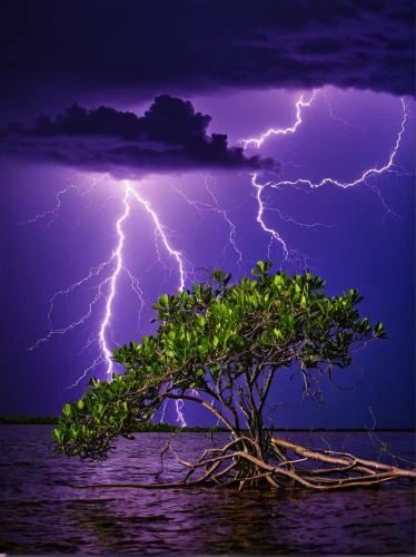 lightning storm,nature's wrath,lightning strike,lightening,isolated tree,thunderstorm,monsoon,carob tree,lightning,force of nature,natural phenomenon,tropical tree,the roots of the mangrove trees,lightning bolt,a thunderstorm cell,jacaranda,lightning damage,magic tree,patrol,jacaranda trees,Art,Artistic Painting,Artistic Painting 26