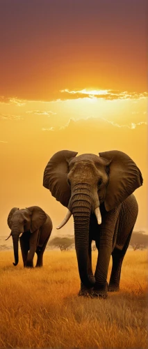african elephants,african elephant,african bush elephant,elephant herd,elephants,elephant tusks,elephantine,elephant with cub,elephants and mammoths,stacked elephant,cartoon elephants,elephant camp,tsavo,baby elephants,serengeti,pachyderm,tusks,elephant ride,etosha,mama elephant and baby,Photography,Documentary Photography,Documentary Photography 06
