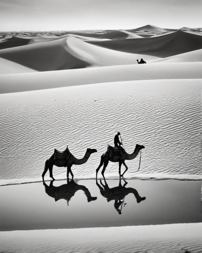 camel caravan,dromedaries,camels,the gobi desert,dromedary,libyan desert,shadow camel,white sands dunes,capture desert,camelride,gobi desert,morocco,camargue,arabian camel,camel train,desertification,gobi,xinjiang,admer dune,desert landscape,Photography,Black and white photography,Black and White Photography 02