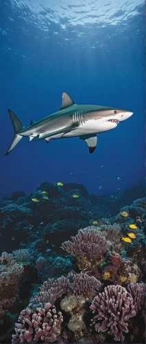 remora,sand tiger shark,wide sawfish,bronze hammerhead shark,tiger shark,cartilaginous fish,sawfish,nurse shark,bull shark,diving fins,pacific sturgeon,trumpetfish,sturgeon,pilotfish,hammerhead,sea animals,ray-finned fish,requiem shark,albacore fish,shoal,Illustration,Realistic Fantasy,Realistic Fantasy 11