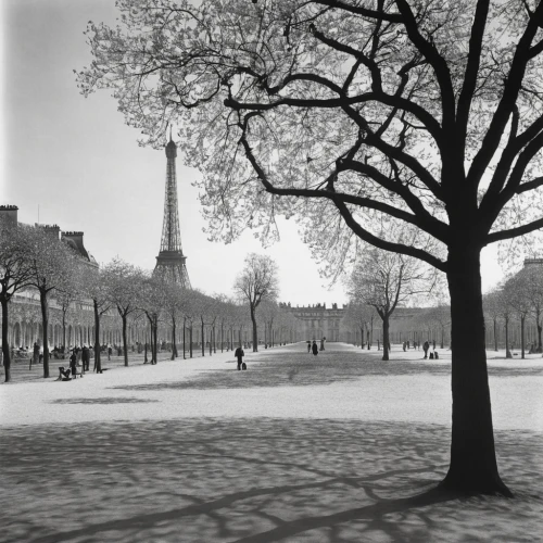 lafayette square,champ de mars,lafayette park,tuileries garden,plane trees,tree-lined avenue,central park,stieglitz,the boulevard arjaan,riverside park,walnut trees,magnolia trees,smithsonian,the washington monument,1950s,marble collegiate,flatiron,snow trees,washington monument,1952,Photography,Black and white photography,Black and White Photography 10