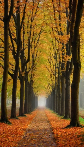 tree lined path,tree lined lane,tree-lined avenue,autumn forest,germany forest,autumn trees,autumn scenery,autumn landscape,autumn walk,netherlands,tree lined,autumn background,row of trees,maple road,the netherlands,beech trees,belgium,fall landscape,forest road,golden autumn,Photography,Documentary Photography,Documentary Photography 25