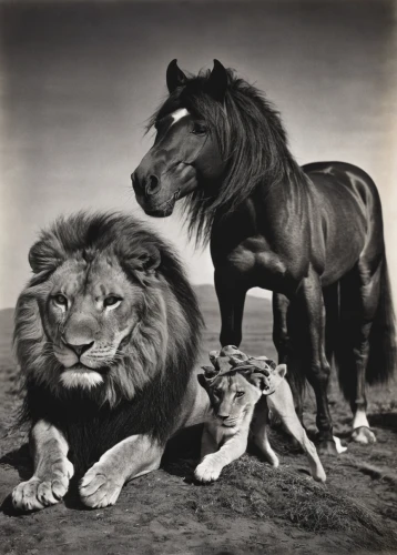 landseer,horse with cub,two lion,lions,lions couple,animals,male lions,two-horses,the animals,animal photography,man and horses,anthropomorphized animals,animalia,stable animals,wild animals,equines,mare and foal,scandia animals,equine,ccc animals,Photography,Black and white photography,Black and White Photography 11
