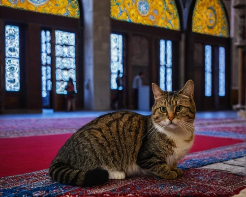 sultan ahmet mosque,blue mosque,sultan ahmed mosque,king abdullah i mosque,hagia sophia mosque,hagia sofia,sultanahmet,ayasofya,al-aqsa,grand mosque,mosques,al azhar,istanbul,topkapi,arabian mau,european shorthair,mosque hassan,ramazan mosque,sultan,big mosque,Art,Artistic Painting,Artistic Painting 35