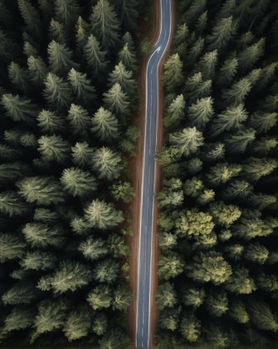 coniferous forest,forest road,forests,roads,winding roads,fir forest,coniferous,mountain road,winding road,temperate coniferous forest,3d car wallpaper,forest,trees with stitching,spruce forest,redwoods,the forests,mountain highway,fork road,green forest,pine trees,Conceptual Art,Fantasy,Fantasy 27