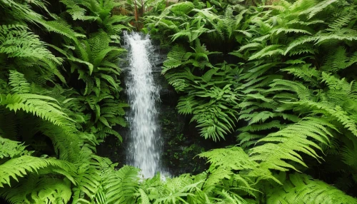 green waterfall,rainforest,rain forest,valdivian temperate rain forest,a small waterfall,cascading,wasserfall,ferns,tropical jungle,tropical and subtropical coniferous forests,jungle,water falls,brown waterfall,waterfall,ash falls,tropical greens,ferns and horsetails,tree ferns,water fall,falls,Illustration,Vector,Vector 20