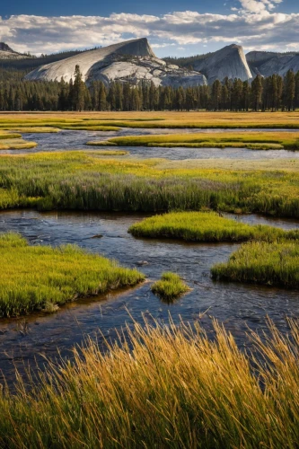 salt meadow landscape,united states national park,salt meadows,freshwater marsh,snake river lakes,yellowstone national park,mountain meadow,alpine meadows,tidal marsh,alpine meadow,meadow landscape,salt marsh,yellowstone,slowinski national park,landscape photography,bow valley,natural landscape,beautiful landscape,river landscape,grasslands,Art,Artistic Painting,Artistic Painting 01