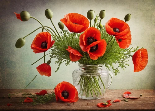 remembrance day,poppy flowers,poppies,red poppies,anzac day,red poppy,flowers png,red anemones,remembrance,coquelicot,victory day,anemones,papaver,floral poppy,orange red flowers,anemone honorine jobert,lest we forget,red orange flowers,a couple of poppy flowers,flower arranging,Photography,Documentary Photography,Documentary Photography 26