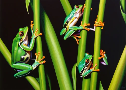 tree frogs,frog gathering,frogs,jazz frog garden ornament,litoria fallax,amphibians,pacific treefrog,red-eyed tree frog,wallace's flying frog,coral finger tree frog,green frog,litoria caerulea,eastern sedge frog,kawaii frogs,frog background,day gecko,agalychnis,tree frog,chorus frog,squirrel tree frog,Art,Artistic Painting,Artistic Painting 33