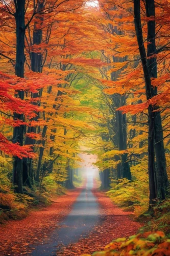 autumn forest,autumn background,forest road,germany forest,autumn scenery,maple road,autumn theme,autumn frame,autumn trees,autumn in japan,autumn walk,fall landscape,autumn landscape,colors of autumn,the autumn,forest path,light of autumn,just autumn,autumn colors,fairytale forest,Conceptual Art,Sci-Fi,Sci-Fi 04