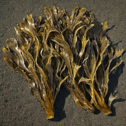 kelp,dried grass,dried wild flower,dried plant,dried leaves,seaweeds,dried bananas,golden root,sea kale,dried flowers,seaweed,corn stalks,dried flower,golden trumpet trees,sea beet,cardamon pods,desert plant,seed-head,dried leaf,feather bristle grass,Photography,Fashion Photography,Fashion Photography 02