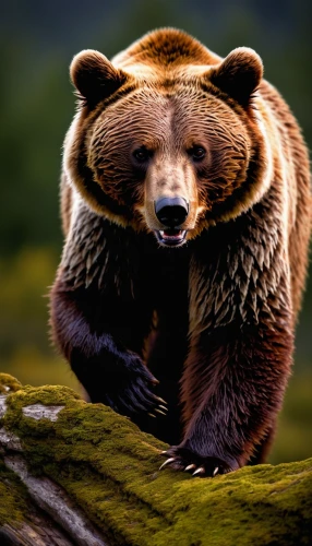 brown bear,grizzly bear,spectacled bear,nordic bear,bear kamchatka,kodiak bear,sun bear,brown bears,cute bear,grizzly,grizzlies,bear guardian,great bear,bear,grizzly cub,scandia bear,slothbear,bear market,american black bear,cub,Illustration,Vector,Vector 11