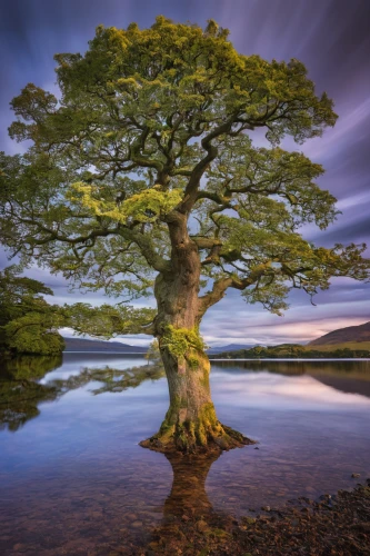 celtic tree,isolated tree,bare tree,lone tree,oak tree,horse chestnut tree,flourishing tree,dragon tree,magic tree,rowan-tree,rowan tree,lake district,larch tree,old gnarled oak,the japanese tree,upward tree position,blossom tree,elm tree,old tree,trossachs national park - dunblane,Illustration,Abstract Fantasy,Abstract Fantasy 23