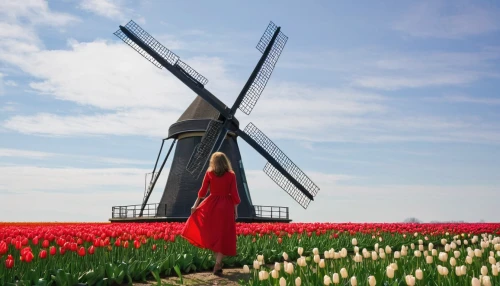 dutch windmill,tulip fields,tulip festival,tulip field,holland,the netherlands,north holland,tulips field,the windmills,windmills,netherlands,windmill,historic windmill,two tulips,tulip background,wind mill,tulips,dutch landscape,tulpenbüten,nederland,Art,Artistic Painting,Artistic Painting 28