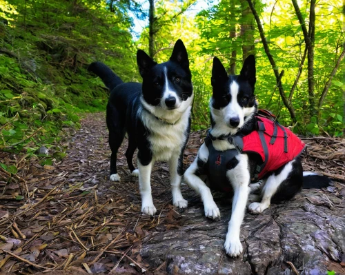 dog hiking,hikers,backpacking,karelian bear dog,rescue dogs,two running dogs,entlebucher mountain dog,antler carrier,schweizer laufhund,walking dogs,border collie,malinois and border collie,hiking equipment,mountain hiking,climbing harness,end of the trail,hiking,appenzeller sennenhund,two dogs,trackers,Conceptual Art,Oil color,Oil Color 19