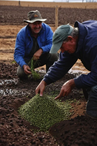 mung beans,field cultivation,farm workers,mung bean,cereal cultivation,sowing,kiwi plantation,picking vegetables in early spring,stock farming,farmworker,the production of the beer,agricultural use,green soybeans,saltbush,agroculture,cash crop,farmers,clay soil,root crop,aggriculture,Conceptual Art,Graffiti Art,Graffiti Art 02