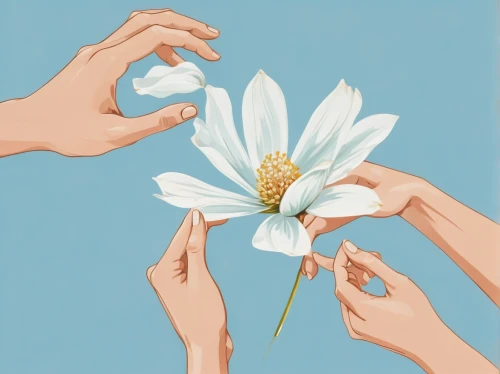 flower illustrative,flowers png,flower illustration,white cosmos,white daisies,white lily,daisy heart,camomile flower,chamomile,daisies,mayweed,minimalist flowers,the white chrysanthemum,cut flower,single flower,flower line art,tuberose,flower drawing,daisy flower,leucanthemum,Conceptual Art,Oil color,Oil Color 24