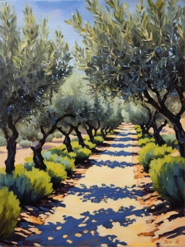 olive grove,orchards,almond trees,olive tree,apple trees,orchard,fruit fields,apple orchard,fruit trees,tree lined lane,tuscan,row of trees,pathway,argan trees,olive branch,apple plantation,palma trees,almond tree,mediterranean,russian olive,Photography,Documentary Photography,Documentary Photography 09