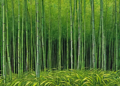 bamboo forest,bamboo plants,bamboo,hawaii bamboo,bamboo curtain,green forest,green wallpaper,forest landscape,bamboo frame,green landscape,arashiyama,forest background,pine forest,green background,green trees,bamboo shoot,colored pencil background,row of trees,coniferous forest,forests,Illustration,Black and White,Black and White 13
