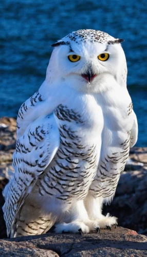 snowy owl,hedwig,snow owl,owl-real,owl,owl background,kawaii owl,large owl,boobook owl,bubo bubo,bart owl,owl nature,siberian owl,lapland owl,owl art,kirtland's owl,gyrfalcon,owlet,owls,christmas owl,Unique,Pixel,Pixel 03