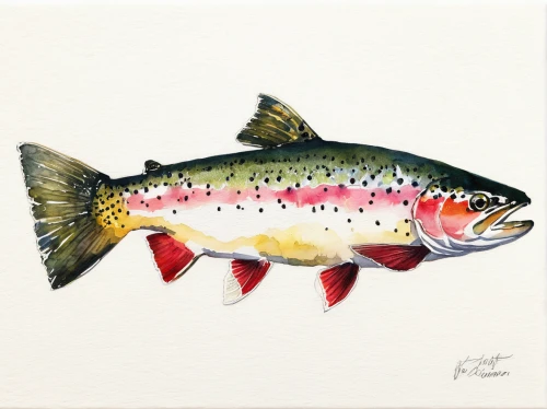 rainbow trout,fjord trout,cutthroat trout,coastal cutthroat trout,trout,oncorhynchus,sockeye salmon,coho,brown trout,arctic char,chub salmon,wild salmon,salmon-like fish,salmon,trout breeding,the river's fish and,freshwater fish,fly fishing,watercolor,surface lure,Art,Classical Oil Painting,Classical Oil Painting 36