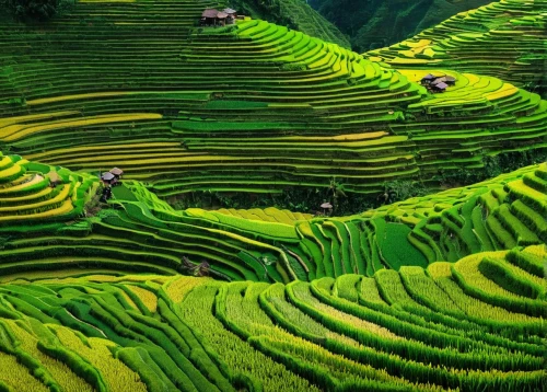 rice terrace,rice terraces,rice fields,rice field,the rice field,ricefield,rice paddies,vietnam,vegetables landscape,terraced,kangkong,ha giang,vietnam's,sapa,yamada's rice fields,indonesian rice,terraces,agricultural,rice cultivation,vegetable field,Illustration,Black and White,Black and White 02