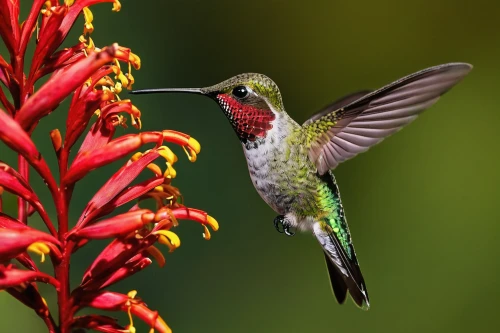 ruby-throated hummingbird,ruby throated hummingbird,calliope hummingbird,allens hummingbird,rofous hummingbird,anna's hummingbird,bee hummingbird,annas hummingbird,humming-bird,bird hummingbird,cuba-hummingbird,hummingbirds,black-chinned hummingbird,humming bird pair,humming bird,hummingbird,humming birds,rufous hummingbird,southern double-collared sunbird,sunbird,Illustration,Realistic Fantasy,Realistic Fantasy 26