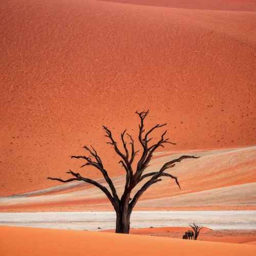 dead vlei,namib desert,namib,namib rand,namibia,namibia nad,deadvlei,sossusvlei,arid,desertification,libyan desert,arid landscape,capture desert,arid land,desert desert landscape,argentina desert,the gobi desert,gobi desert,desert landscape,the dry season,Illustration,Vector,Vector 14