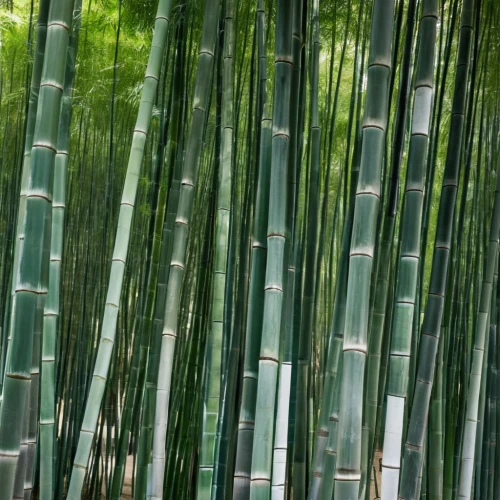 bamboo curtain,bamboo forest,bamboo plants,bamboo,hawaii bamboo,bamboo frame,arashiyama,meiji jingu,green wallpaper,bamboo flute,silk tree,palm leaf,kyoto,lucky bamboo,lemongrass,horsetail,japanese patterns,aaa,palm leaves,junshan yinzhen,Art,Artistic Painting,Artistic Painting 46