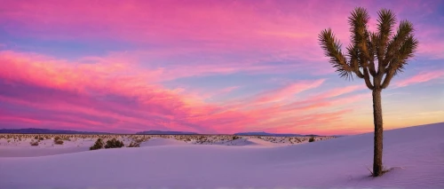 white sands national monument,giant yucca,giant palm tree,snow landscape,winter landscape,pink grass,white sands dunes,fringed pink,lone tree,yucca palm,fishtail palm,finnish lapland,pink dawn,cattails,yucca,splendid colors,vermont,snow fields,snowy landscape,cattail,Illustration,Retro,Retro 01