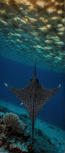 wide sawfish,eagleray,sawfish,reef manta ray,whale shark,manta ray,diving fins,sea star,sea life underwater,manta rays,marine life,bronze hammerhead shark,underwater world,sailfish,stingray,giant freshwater stingray,ray-finned fish,dorsal fin,constellation swordfish,underwater landscape,Conceptual Art,Fantasy,Fantasy 09