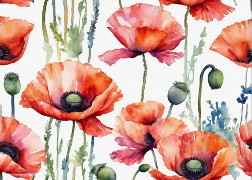 poppy flowers,watercolor floral background,floral poppy,poppies,watercolour flowers,floral digital background,watercolor flowers,a couple of poppy flowers,red poppies,red anemones,floral background,anemones,corn poppies,opium poppies,flowers png,flowers fabric,watercolour flower,poppy fields,red poppy,poppy anemone,Photography,Fashion Photography,Fashion Photography 01